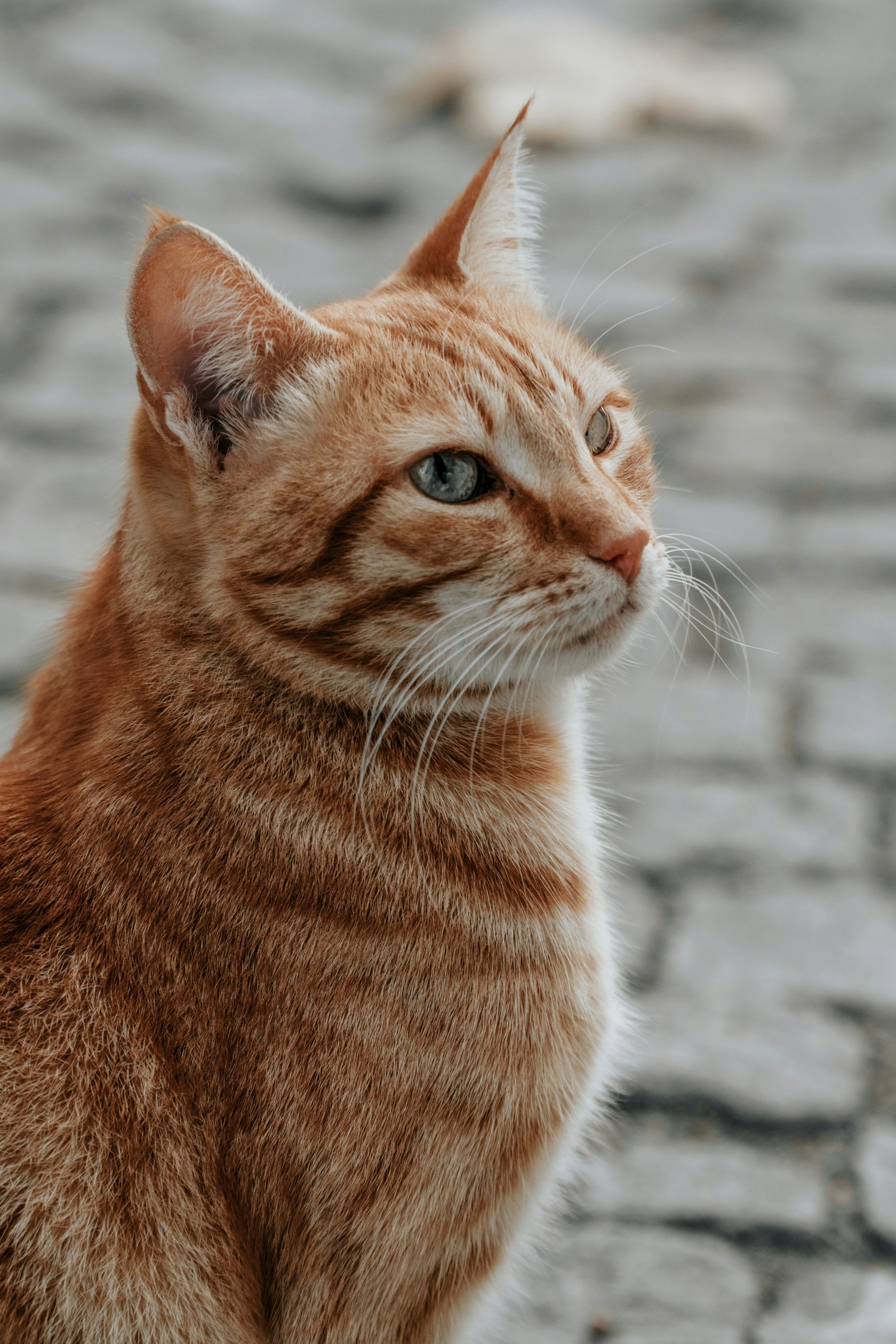 Photo by Ceyda Çiftci on Unsplash Gato del Hospital de Salud Animal